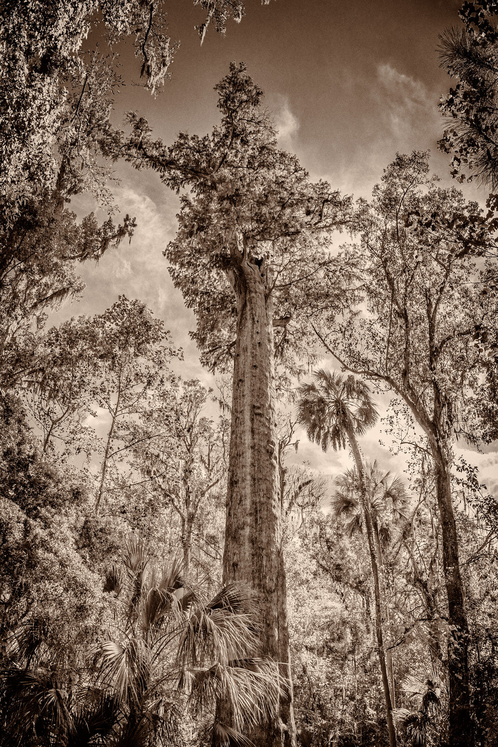 Once deep in Florida was an ancient Bald Cypress known as "The Senator"