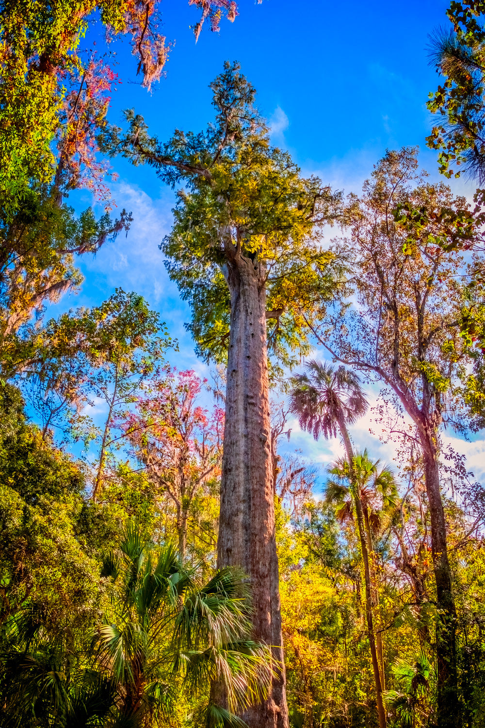 Once deep in Florida was an ancient Bald Cypress known as "The Senator"