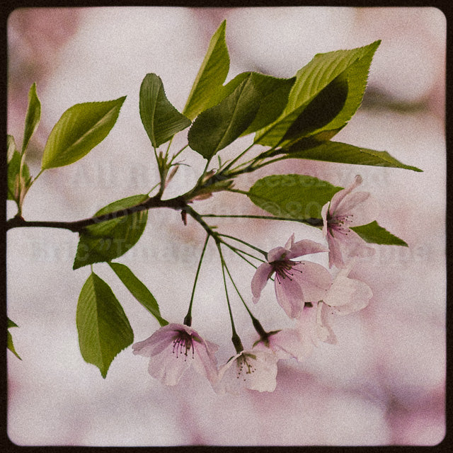 Cherry blossoms in spring, Muted Pink Vintage Style Fine Art Print, Cherry Blossom Art, Spring Cherry Photo Wall Art