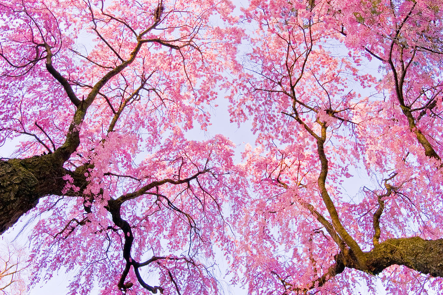 Early Morning Cherry Blossoms