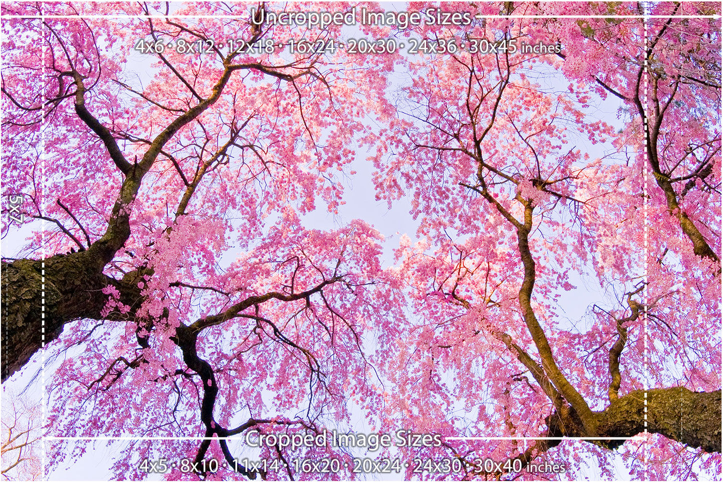 Early Morning Cherry Blossoms