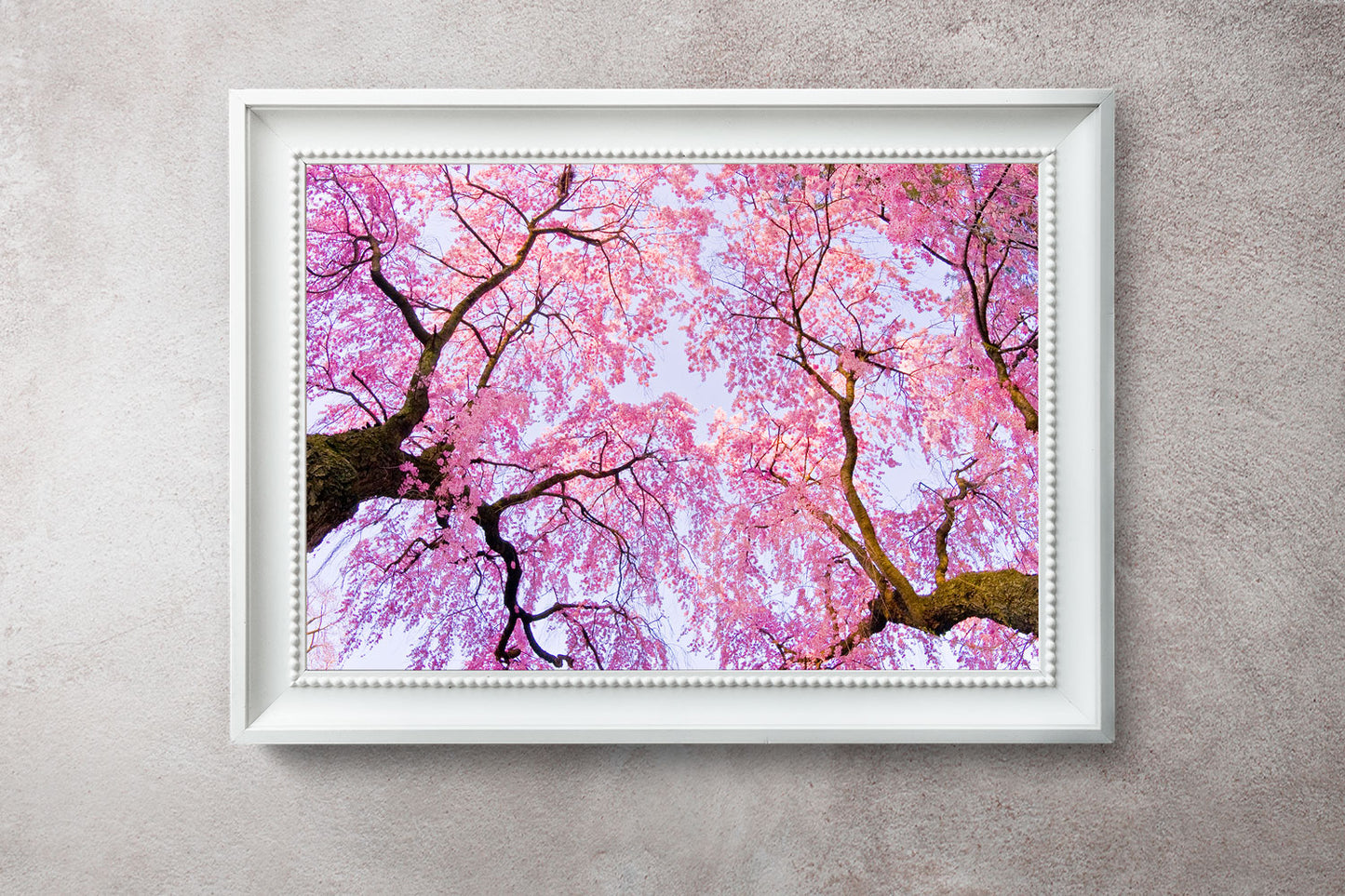Early Morning Cherry Blossoms