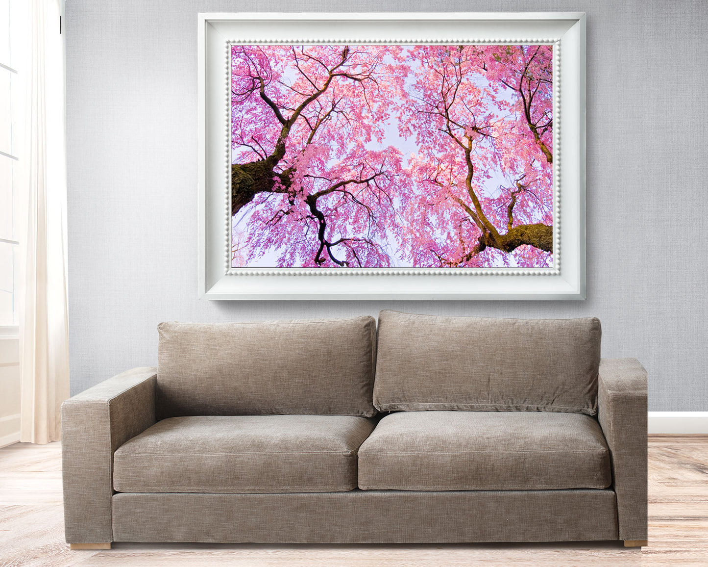 Early Morning Cherry Blossoms