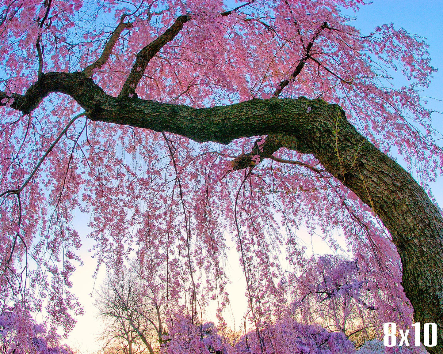 Cherry Blossom Photography, Cherry Blossom Art, Pink Wall Art, Cherry Blossoms Picture, Spring Photography, Sakura Flower Photo