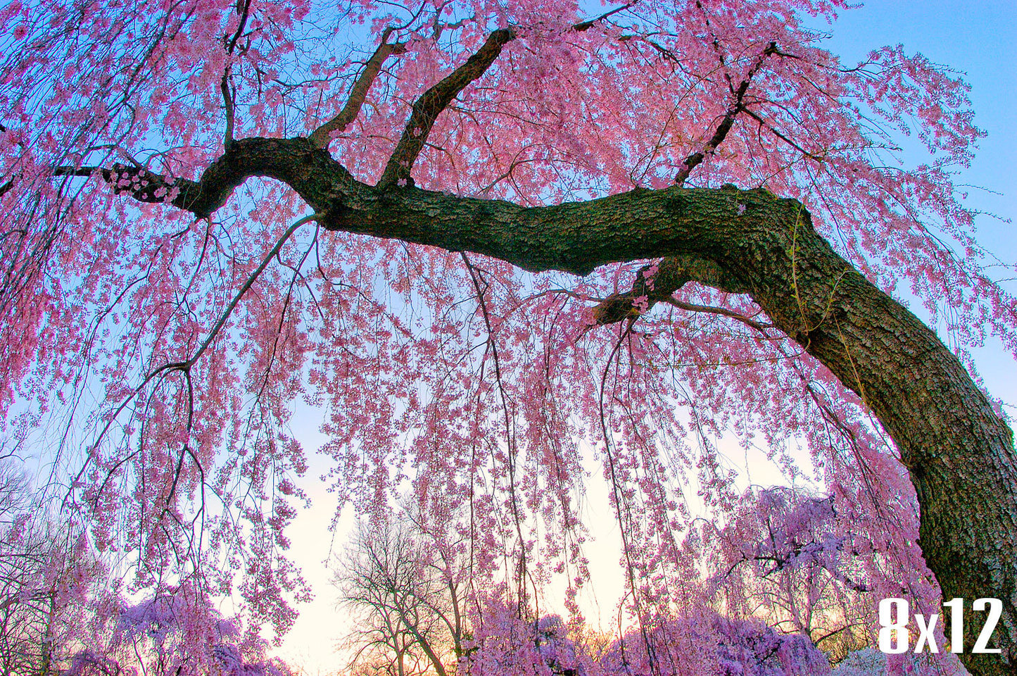 Cherry Blossom Photography, Cherry Blossom Art, Pink Wall Art, Cherry Blossoms Picture, Spring Photography, Sakura Flower Photo