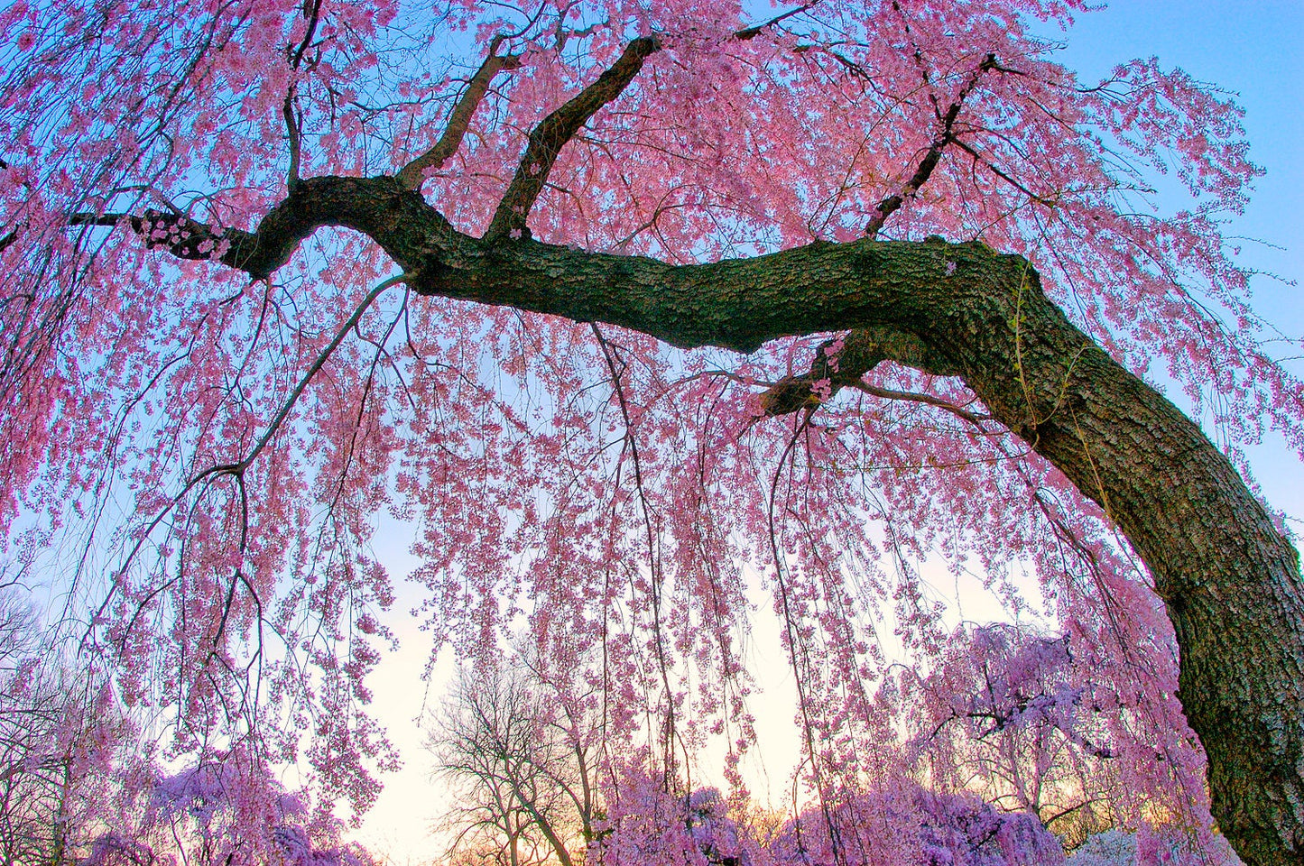 Cherry Blossom Photography, Cherry Blossom Art, Pink Wall Art, Cherry Blossoms Picture, Spring Photography, Sakura Flower Photo