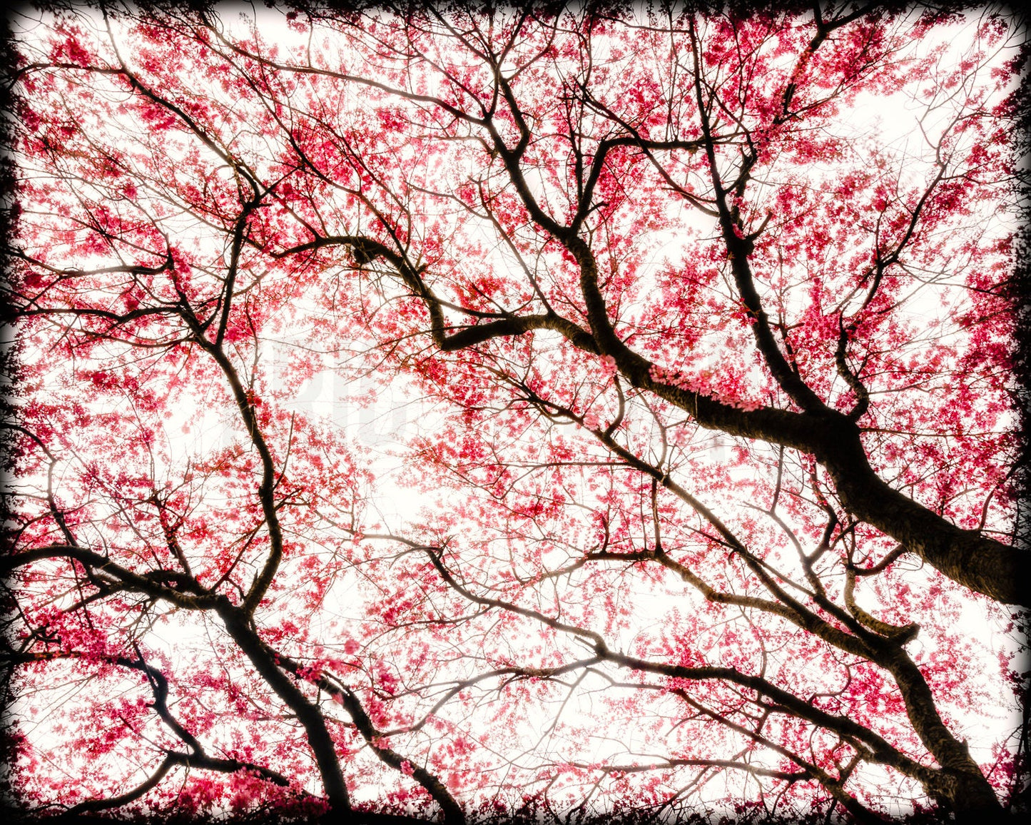 Spring Photography, Cherry Blossom Art, Spring Cherry Blossoms, Sakura Art, Pink Wall Art, Pink Art, Spring Tree Silhouette Print