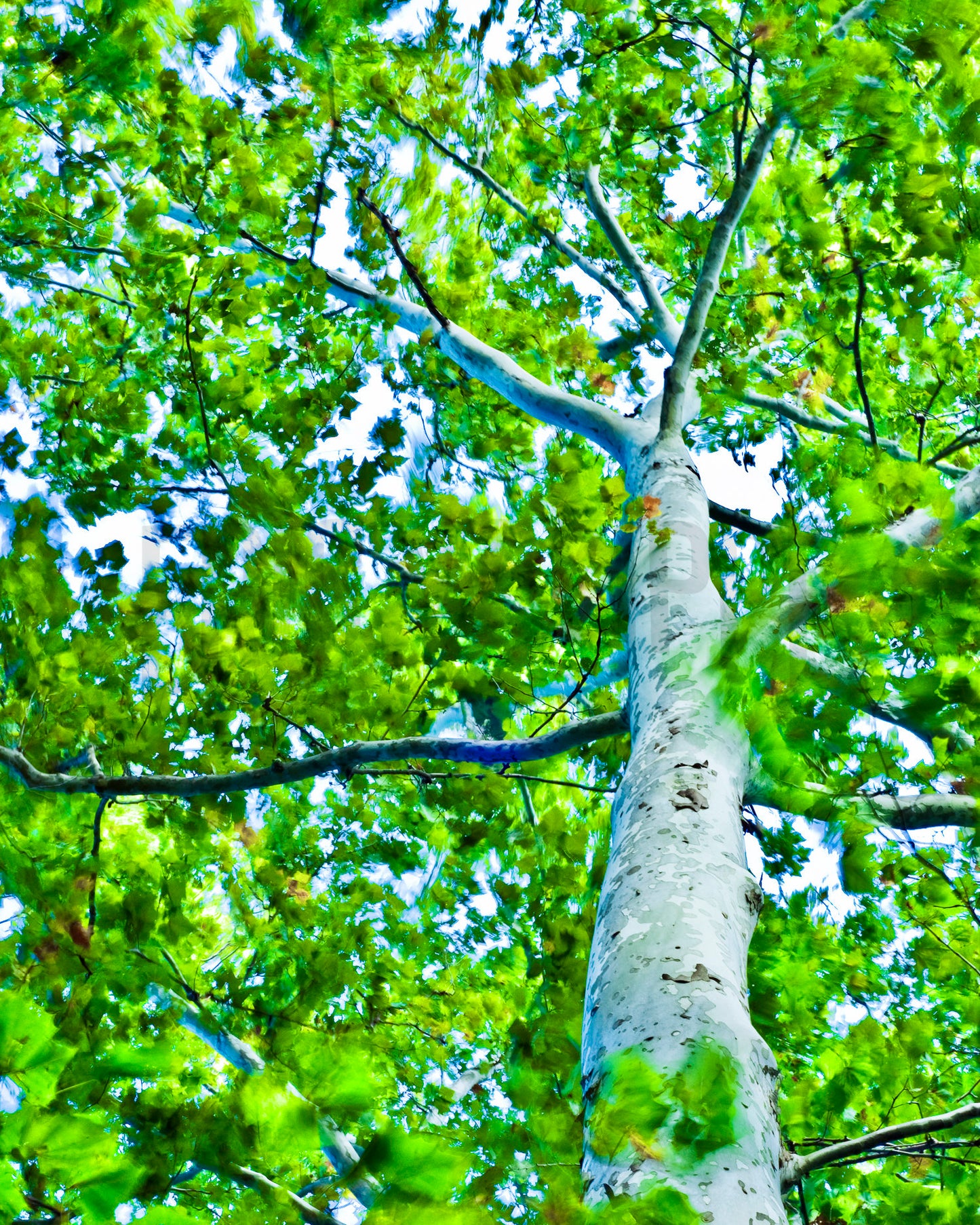 Sycamore, Tree dancing in the Wind, Photograph, Fine Art print, Tree photography