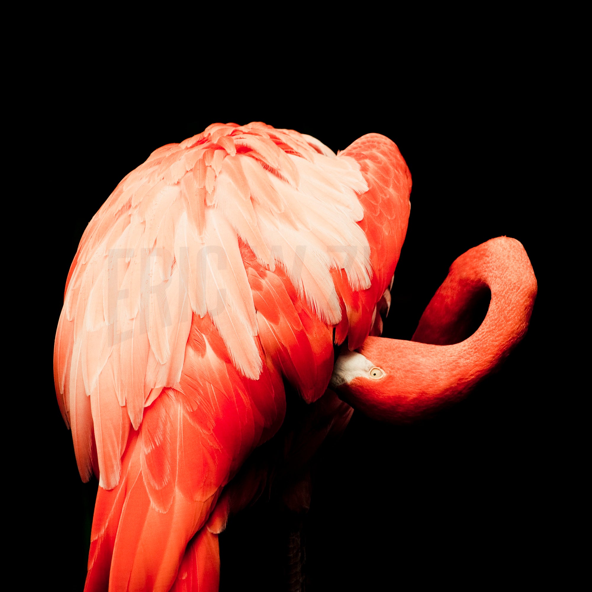 Art Photography Pink Flamingo