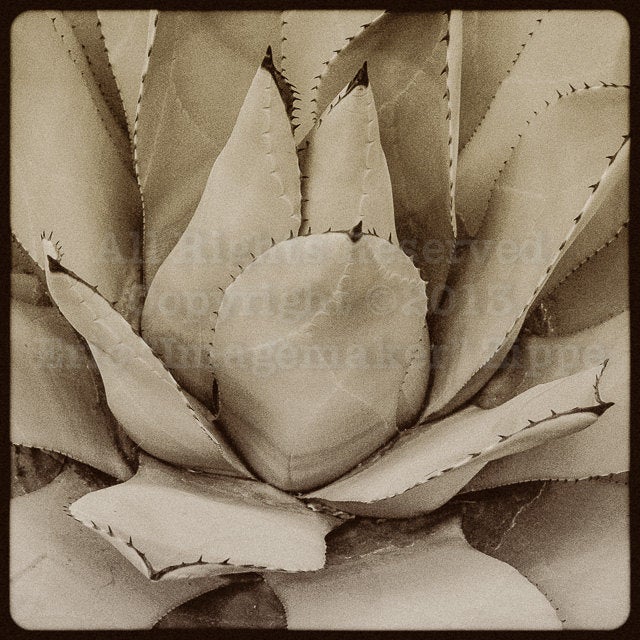 Mexican Agave Print, Agave Art, Southwest Art, Southwest Decor, Southwest Wall Art, Black and White Fine Art Photograph Print, Desert Art