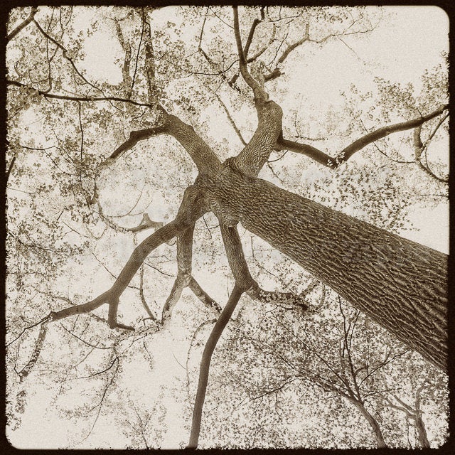 Tulip Poplar, Liriodendron, Spring Tree Photography, Nature Black and White Decor, Beige Woodland Fine Art Photograph, Tree Canopy Print