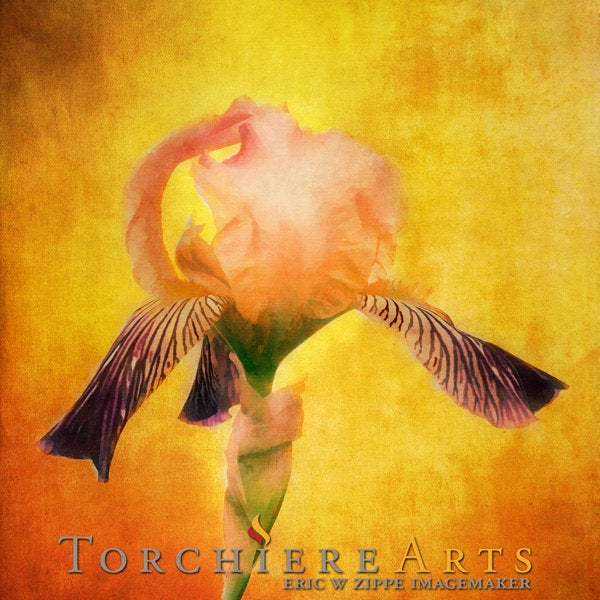 Flower Art, Iris Photography, Iris Wall Art, Botanical Spring Floral, Yellow Wall Art, Flower Photography, Home Decor