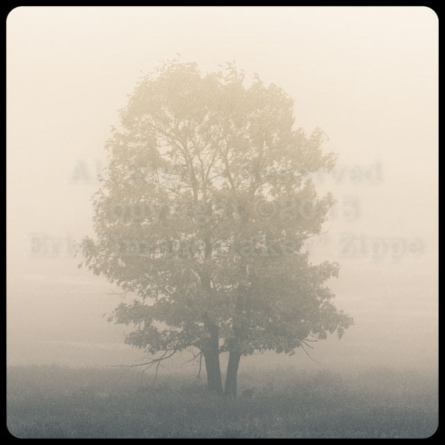 Tree Photography, Ethereal Tree, Oak Tree in Big Meadows Shenandoah National Park Virginia, Beige Mist Wall Art, Fine Art Photograph Print