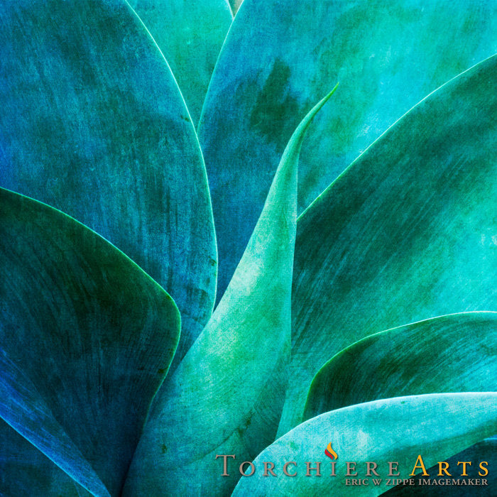 Blue Agave Art, Southwest Art, Aqua Wall Art, Teal Art, Cactus Photography, Fine Art Photography, Nature Photography, Desert Home Decor