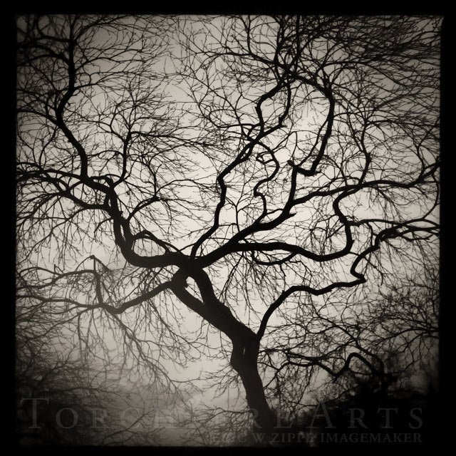 Zen Winter Tree , Gray Tree Silhouette Art, Bare Tree, Twisted Tree Silhouette, Gray Silver Black White Art, Maple