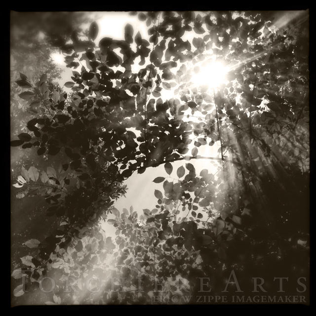 Black And White Photography, Ethereal Art, Sun Through Trees, Forest Rays of Sunlight, Nature Woodland Spiritual Wall Art, Silhouette Print