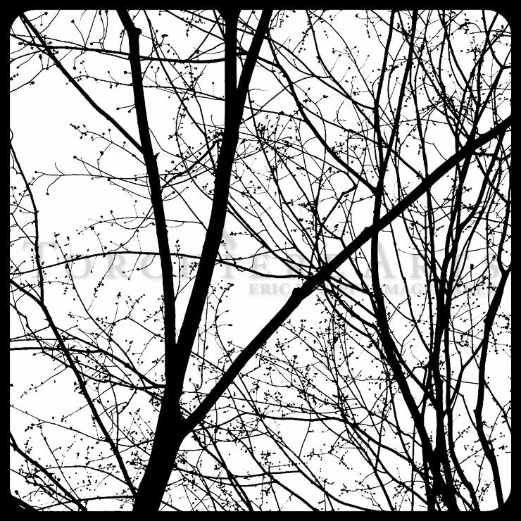 Tree Silhouette, Tree Photography, winter tree, Bare tree Photograph print