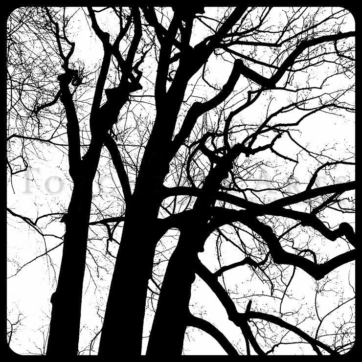 Tree Silhouette, Tree Photography, winter tree, Bare tree Photograph print