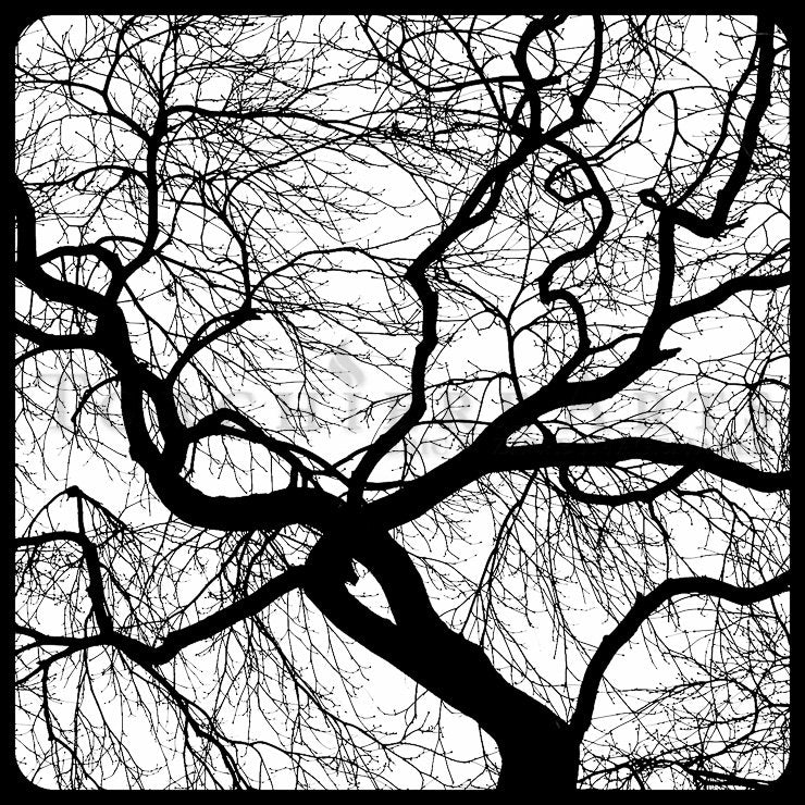 Tree Silhouette, Japanese Maple, Tree Photography, winter tree, Bare tree Photograph print