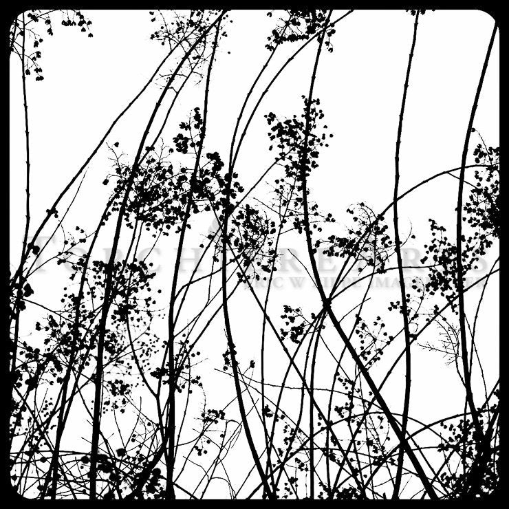 Tree Silhouette, Tree Photography, winter tree, Bare tree Photograph print