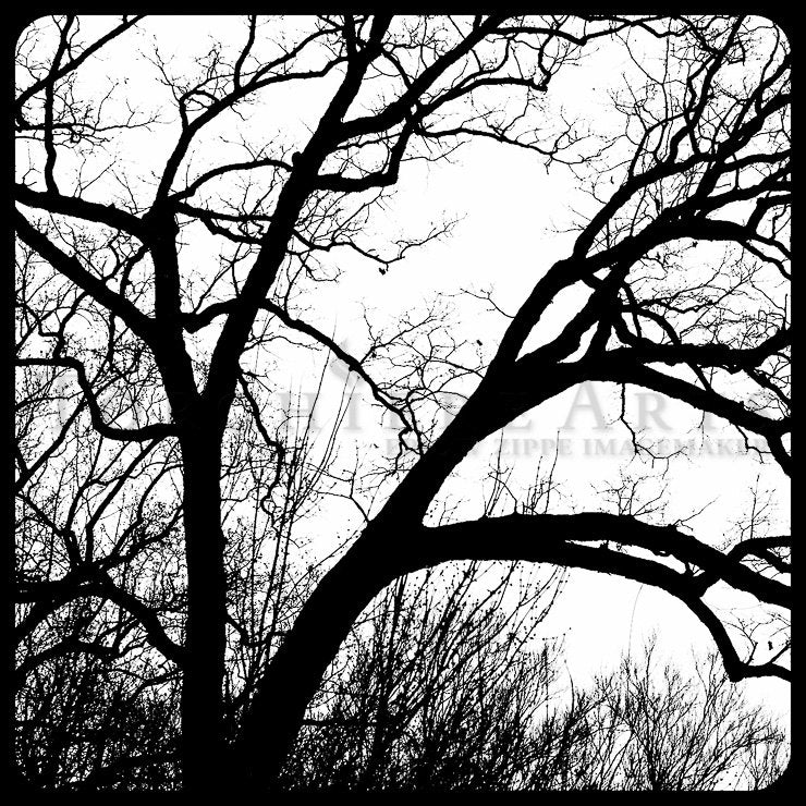 Tree Silhouette, Tree Photography, winter tree, Bare tree Photograph print