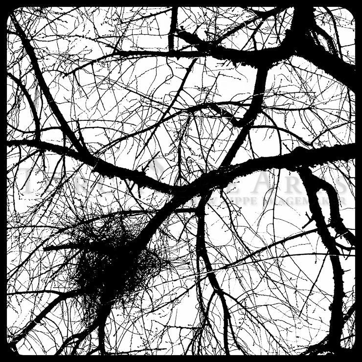 Tree Silhouette, Tree Photography, winter tree, Bare tree Photograph print
