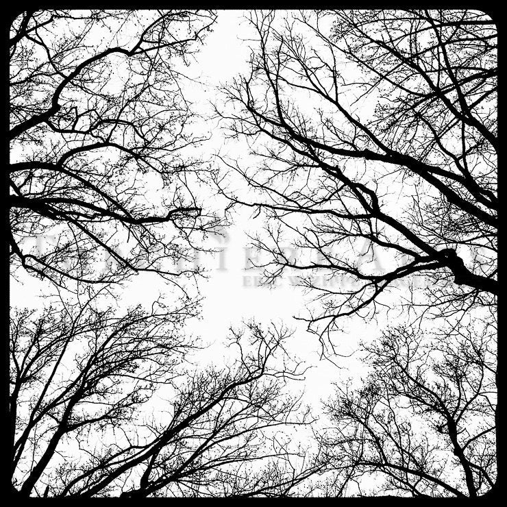 Tree Silhouette, Tree Photography, winter tree, Bare tree Photograph print