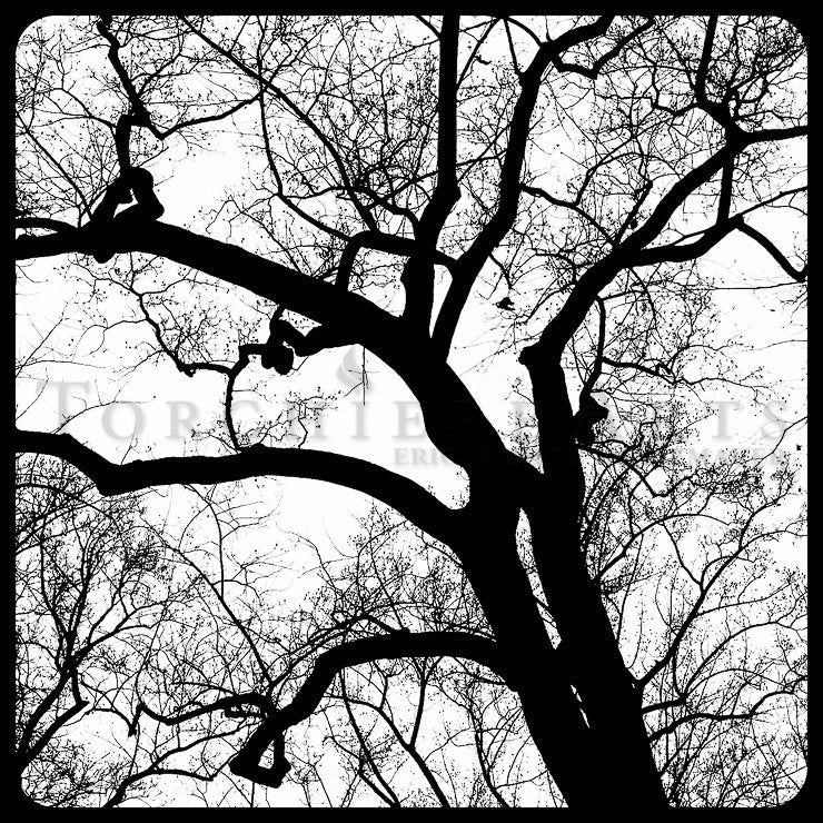 Tree Silhouette, Tree Photography, winter tree, Bare tree Photograph print
