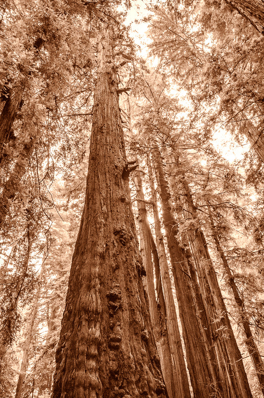 Redwood Tree Art, Landscape Photography, Coastal California Photography, Sequoia, Tall Trees, California Landscape, Fine Art Photograph 8x12