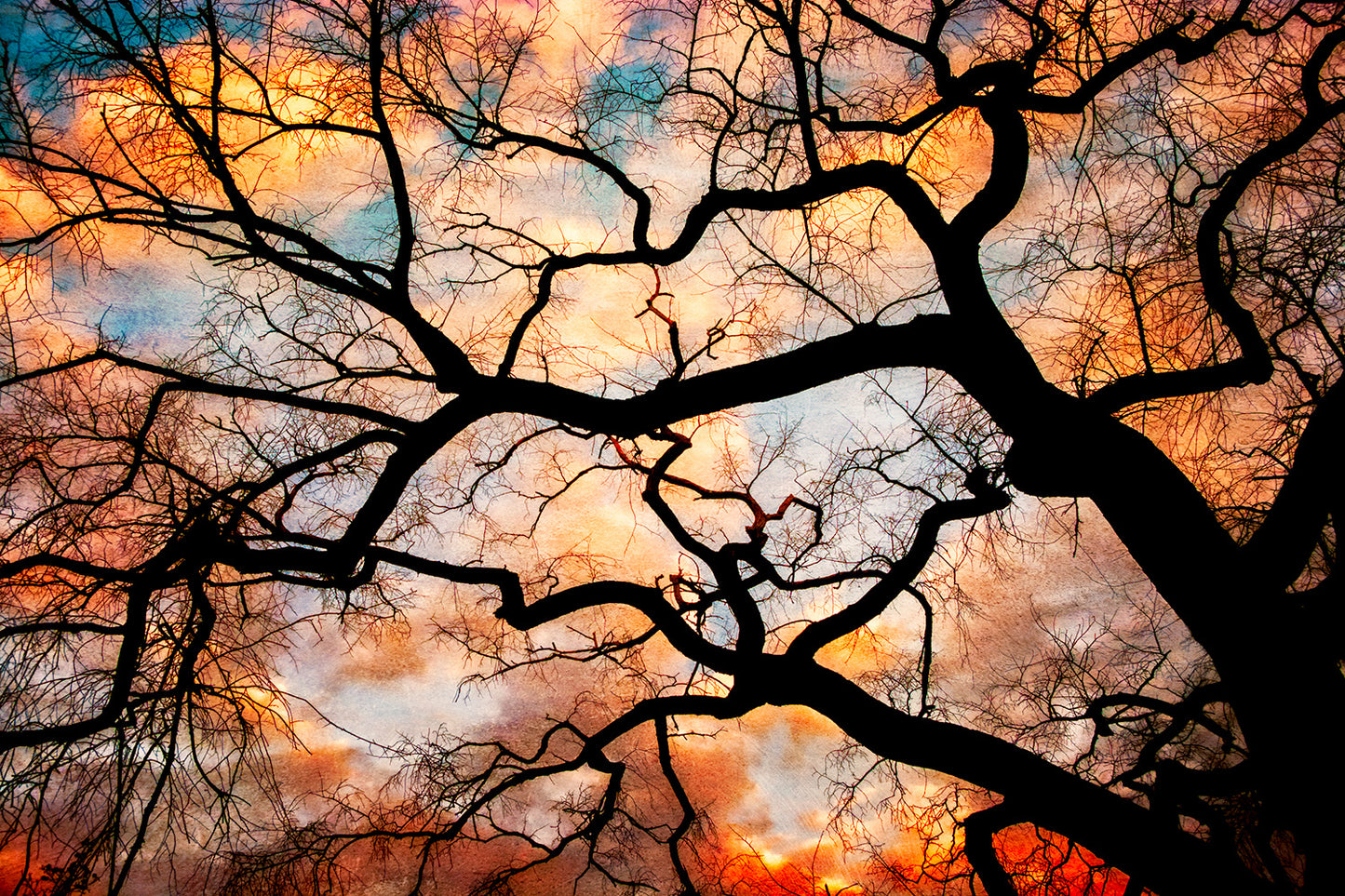 Tree Photography, Elm Tree, Winter Tree Silhouette At Sunset, Nature Photography, Orange Black Wall Art, Bare Tree Art Print, Old Tree