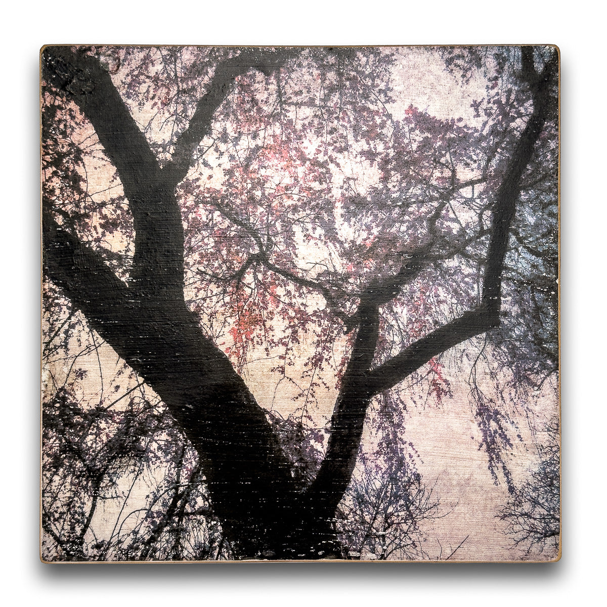 Spring Sakura evening woodprint 8"x8"