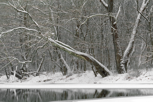 Snowy Brandywine Creek