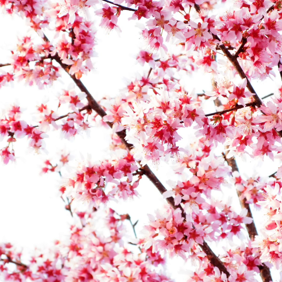 Cherry Blossoms Photography, Sakura No.1