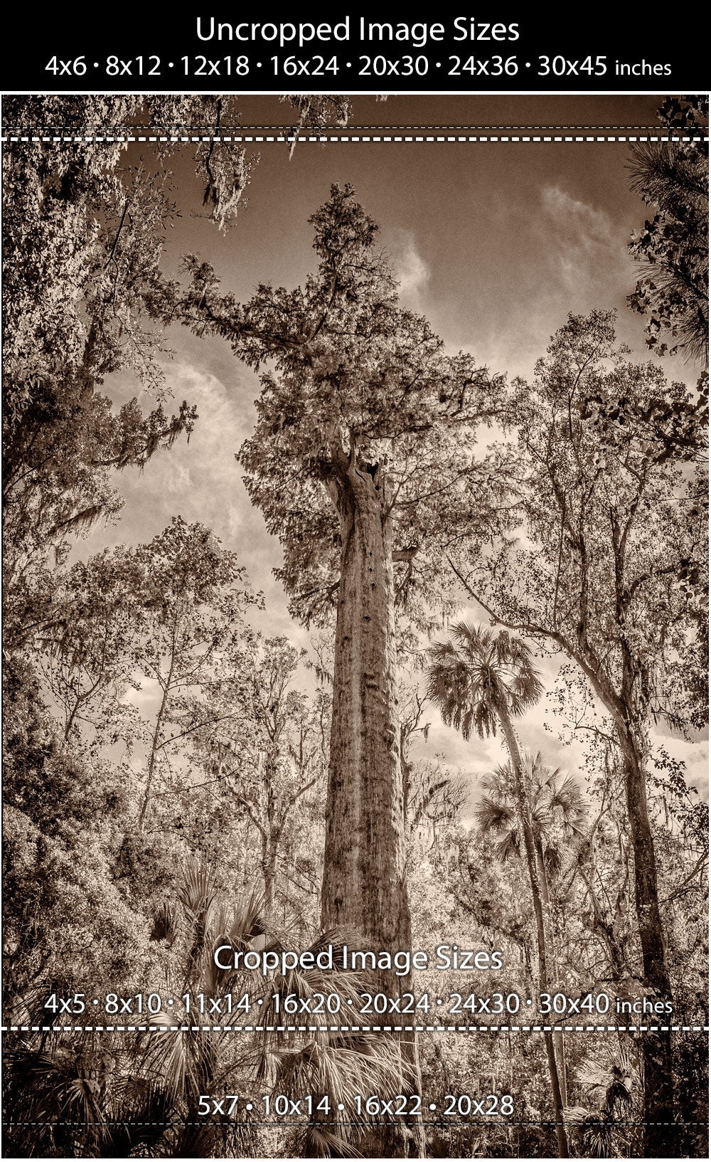 Once deep in Florida was an ancient Bald Cypress known as "The Senator"