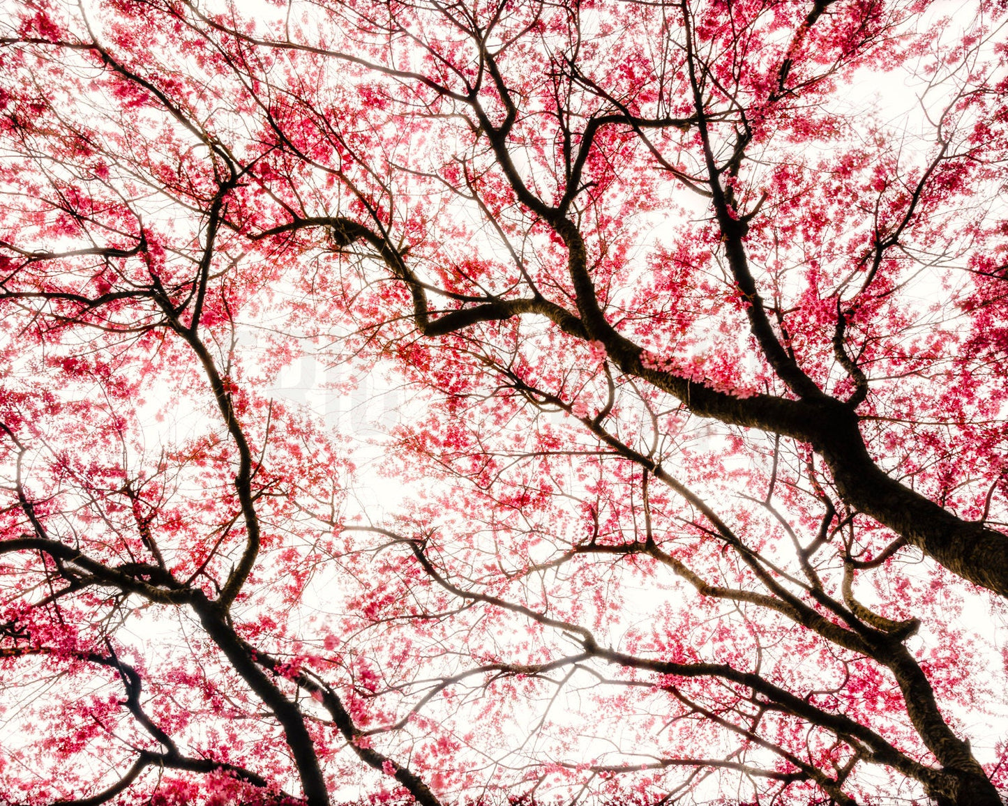 Spring Photography, Cherry Blossom Art, Spring Cherry Blossoms, Sakura Art, Pink Wall Art, Pink Art, Spring Tree Silhouette Print