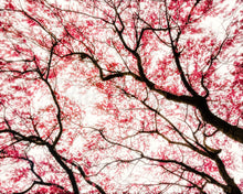 Load image into Gallery viewer, Spring Photography, Cherry Blossom Art, Spring Cherry Blossoms, Sakura Art, Pink Wall Art, Pink Art, Spring Tree Silhouette Print

