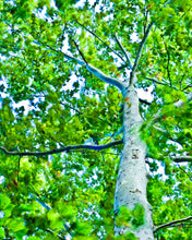 Load image into Gallery viewer, Sycamore, Tree dancing in the Wind, Photograph, Fine Art print, Tree photography
