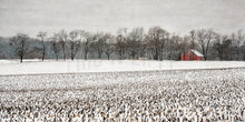Load image into Gallery viewer, Snowy Red Barn, Winter Barn Photography, Winter Farm Field, Winter Photography, Delaware Snow Landscape, Gray And Red Wall Art
