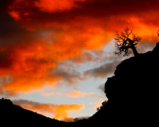 Zion National Park, Utah Photography, Sunset Tree Silhouette Landscape, Desert Photo, Orange Black Art, Southwest Art Print