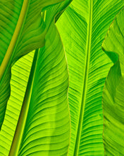 Load image into Gallery viewer, Banana Leaves Photography, Tropical Photo, Tropical Decor, Tropical Photograph, Green Art, Tropical Wall Art, Tropical Leaves, Leaf Art
