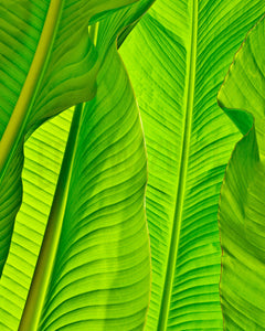 Banana Leaves Photography, Tropical Photo, Tropical Decor, Tropical Photograph, Green Art, Tropical Wall Art, Tropical Leaves, Leaf Art