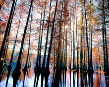 Load image into Gallery viewer, Trap Pond Delaware, Bald Cypress Grove, Tall Trees, Towering Tree Photography, Autumn Trees Wall Art, Fine Art Photograph
