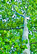 Load image into Gallery viewer, Sycamore, Tree dancing in the Wind, Photograph, Fine Art print, Tree photography
