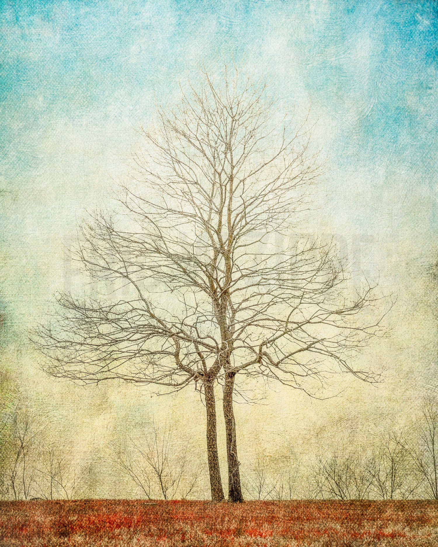 Unity, Tree Photography, Two Trees Growing Together In Unity, Blue And ...