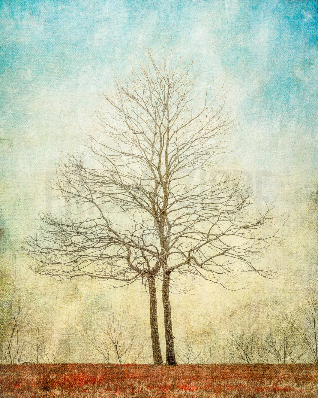 Unity, Tree Photography, Two Trees Growing Together In Unity, Blue And Beige Art, Wedding Gift Art, Landscape Photography Of Two Bare Trees