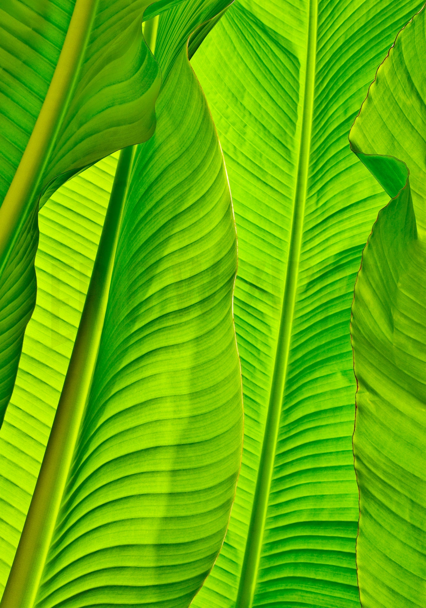 Banana Leaves Photography, Tropical Photo, Tropical Decor, Tropical Photograph, Green Art, Tropical Wall Art, Tropical Leaves, Leaf Art