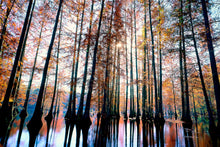 Load image into Gallery viewer, Trap Pond Delaware, Bald Cypress Grove, Tall Trees, Towering Tree Photography, Autumn Trees Wall Art, Fine Art Photograph
