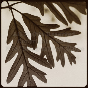 Oak Leaf Art, Autumn Photography, Oak Leaf Wall Art, Quercus, Oak Decor, Brown Art, Leaf Decor, Rustic Leaves, Nature Fine Art 8x8 Print