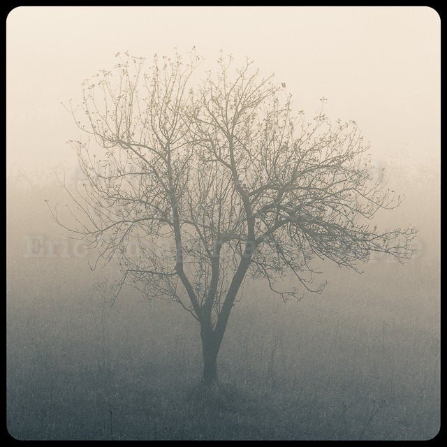 Foggy Tree Photography, Shenandoah National Park Virginia, Gray Fog Beige Mist, Black and White Fine Art Photography, Solitary Tree 8x8