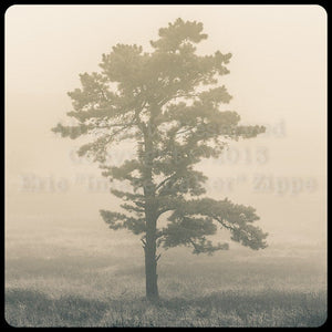 Tree Photography Wall Art, Beige Art, Lone Pine Tree, Big Meadows Shenandoah National Park Virginia, Misty Tree In Fog, Fine Art Photography